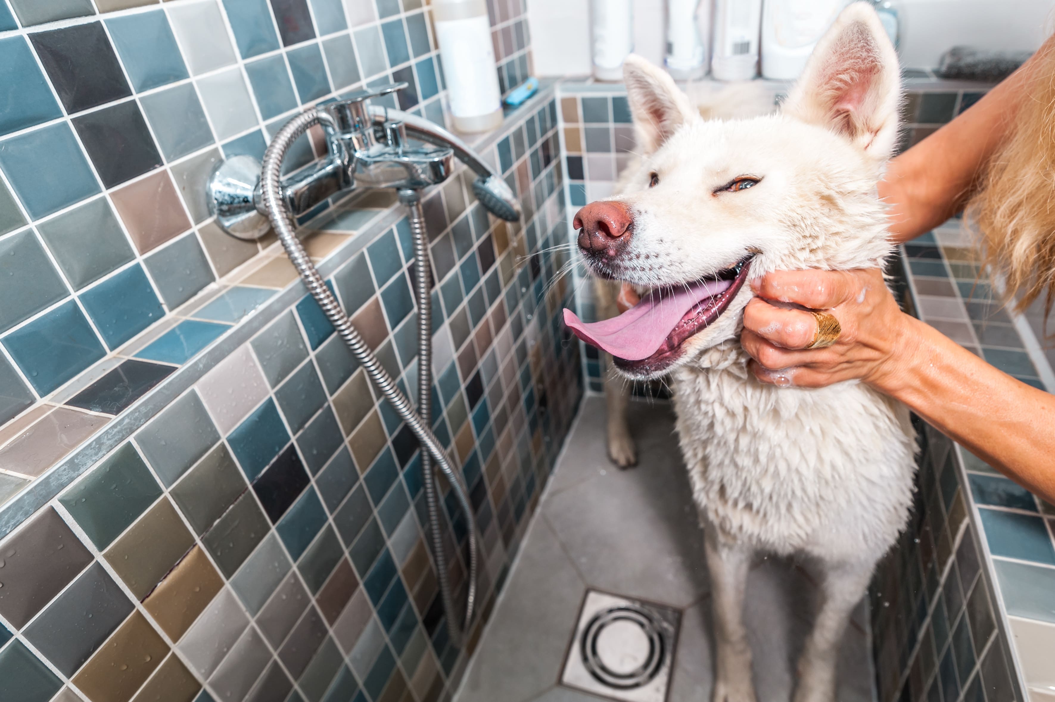 犬が体を洗われている