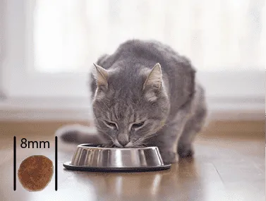 デンタル