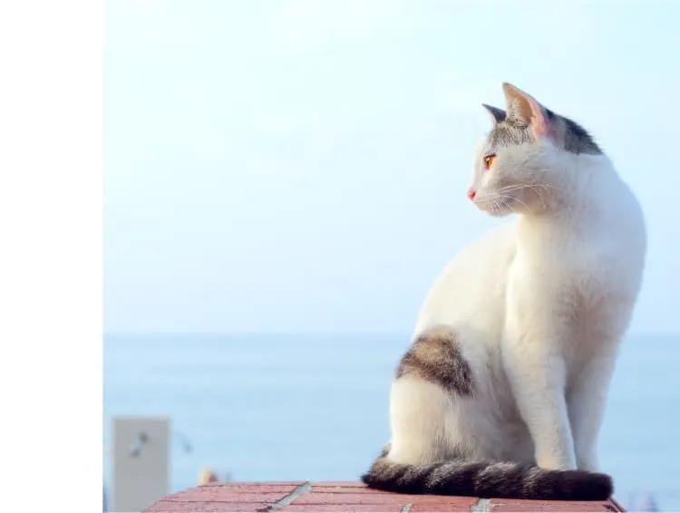 エリザベス猫