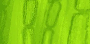 スピルリナ