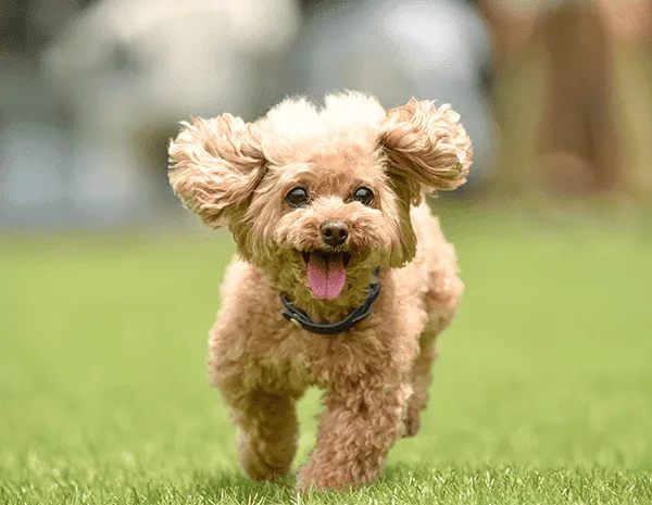 犬ジャンプ