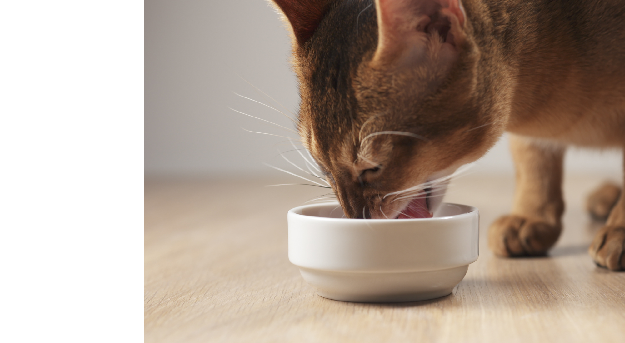 Premium cat food with grain-free and fresh chicken 66% blended
